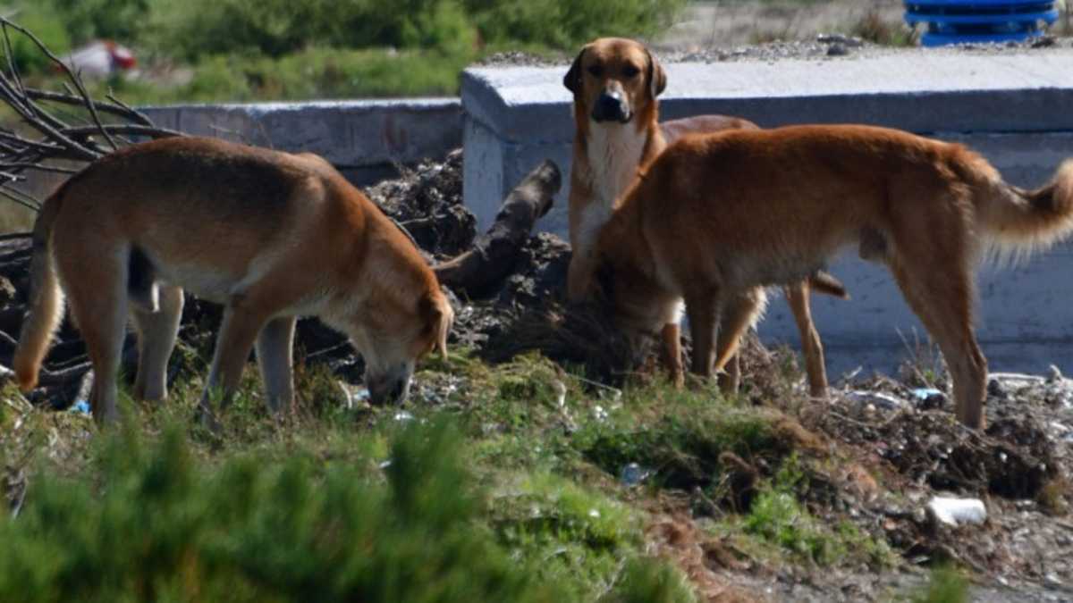 Κόρινθος: Αδέσποτο σκυλί δάγκωσε 8χρονο στο πρόσωπο