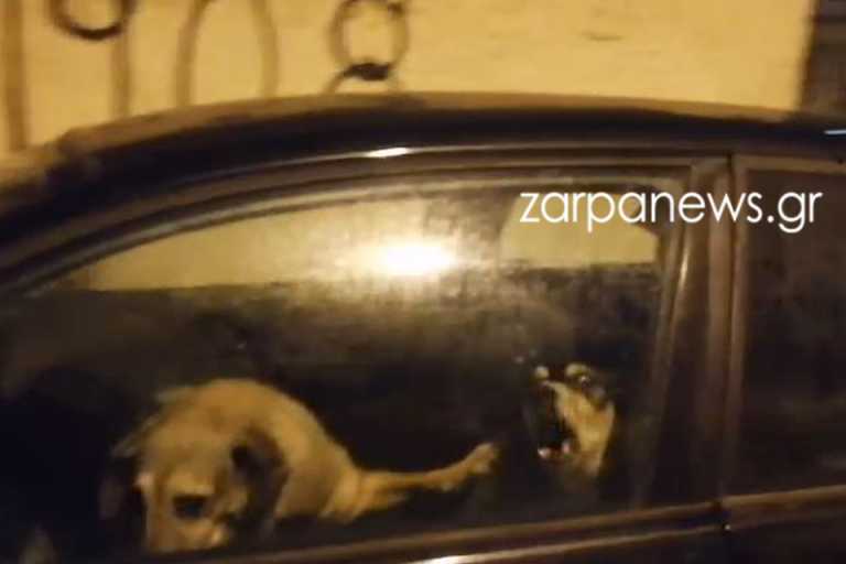Χανιά: Κλείδωσε τρία σκυλιά μέσα σε αυτοκίνητο με κλειστά παράθυρα – Δείτε τις εικόνες που προκαλούν οργή (video)