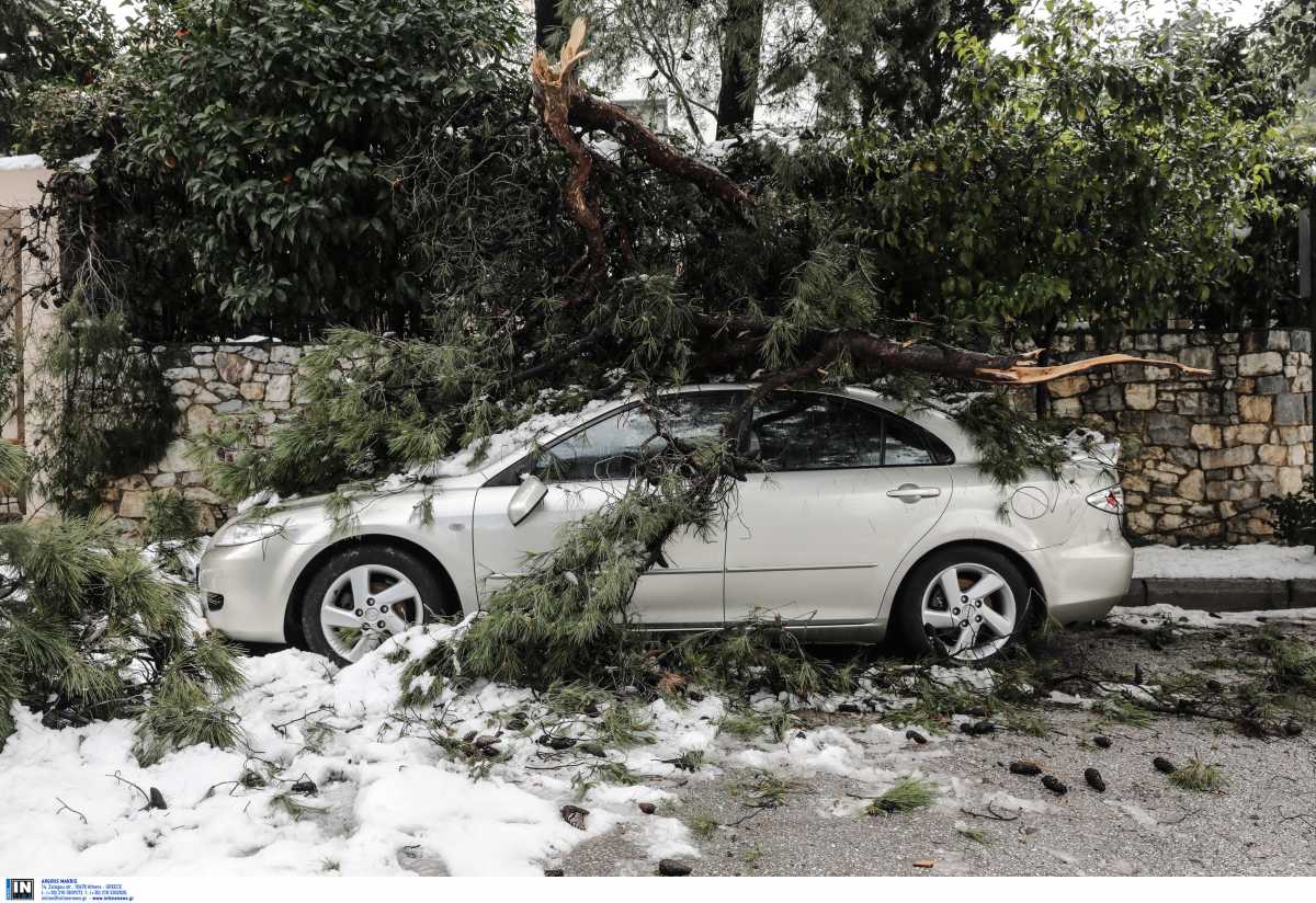 Κακοκαιρία Μήδεια: Αυτό το χιόνι ήταν διαφορετικό – Γιατί έπεσαν εκατοντάδες δέντρα