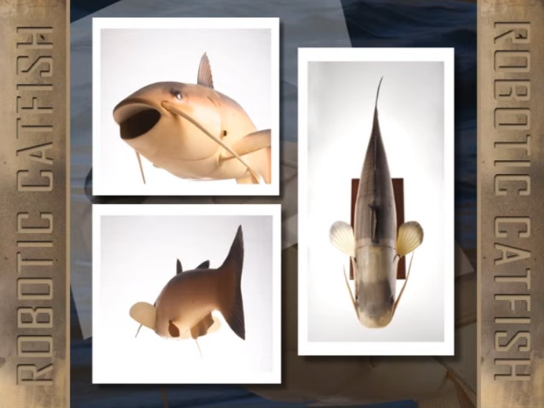 Το τρελό «πείραμα» της CIA: Το γατόψαρο «κατάσκοπος» με την ονομασία Charlie [vid]