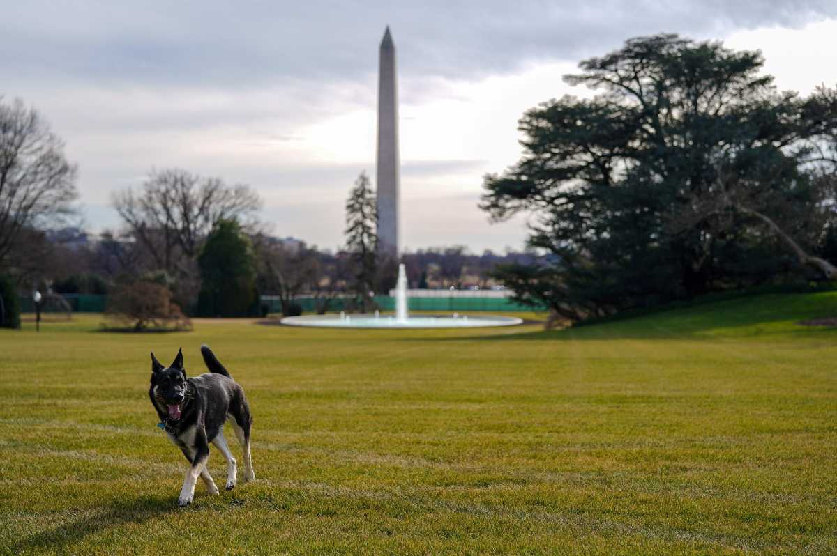 Επιστρέφει στο Λευκό Οίκο το λυκόσκυλο του Προέδρου που δάγκωσε έναν εργαζόμενο