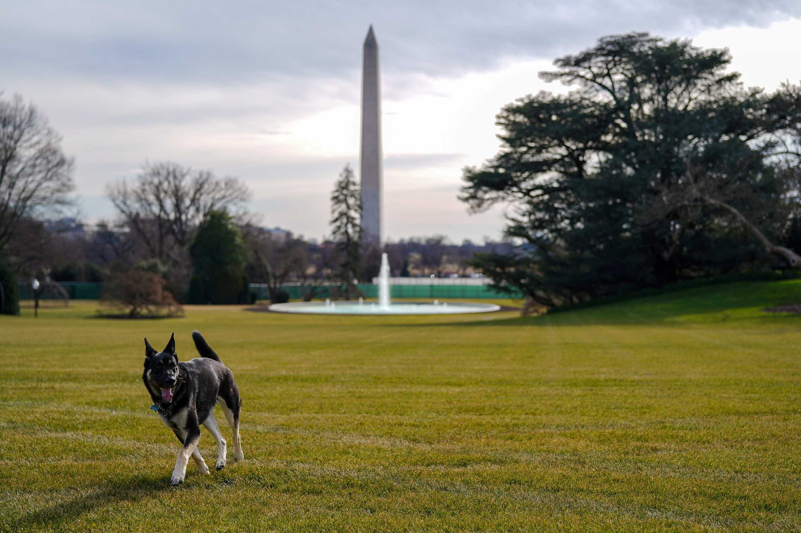 FILE PHOTO: Major, one of the family dogs of U.S. President Joe Biden and First Lady Jill Biden, explores the South Lawn after on his arrival from Delaware at the White House in Washington, U.S. January 24, 2021. Adam Schultz