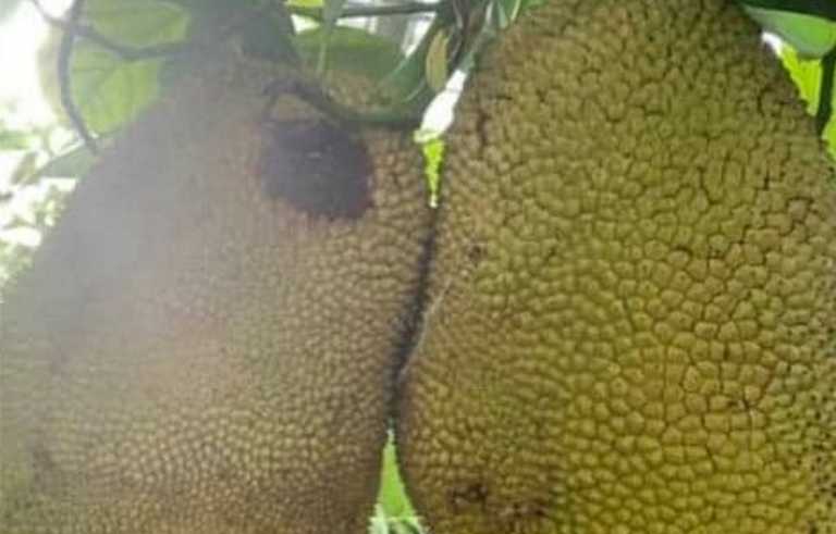 Jackfruit – Χανιά: Το εξωτικό φρούτο που κάνει πέρα ψωμί και κρέας (pics)