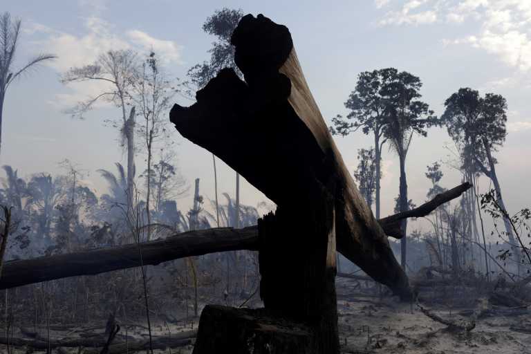 Τρομακτικά στοιχεία: Τα δύο τρίτα των τροπικών δασών έχουν καταστραφεί ή υποβαθμιστεί
