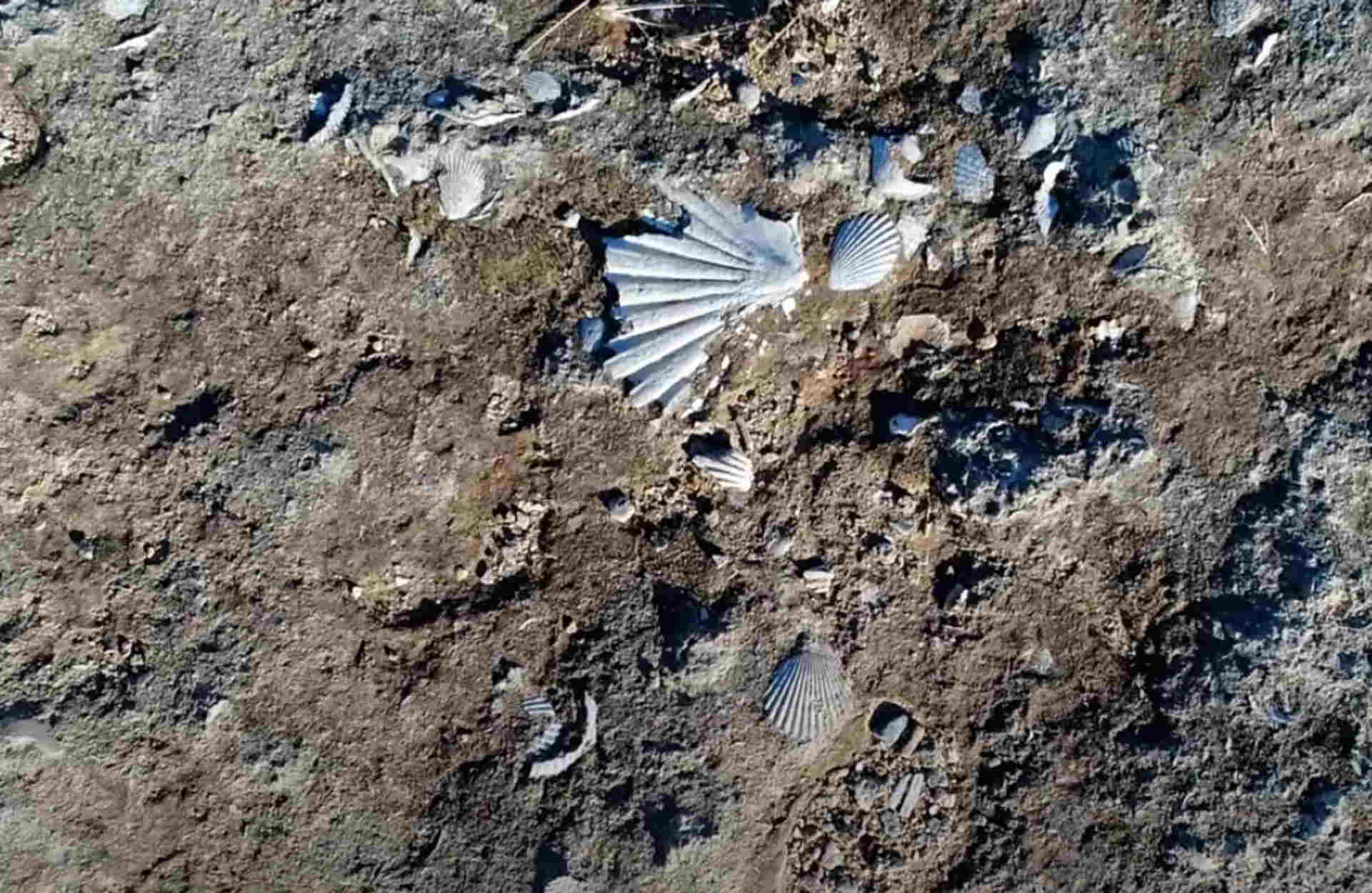 Σπάνια ανακάλυψη: Ο χωματόδρομος χωρίς όνομα με χιλιάδες απολιθωμένα κοχύλια εκατομμυρίων ετών