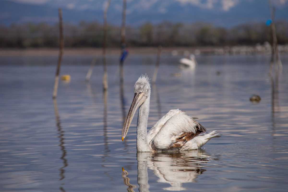 Λίμνη Κερκίνη: Εντοπίστηκε η γρίπη των πτηνών σε τρεις αργυροπελεκάνους που βρέθηκαν νεκροί