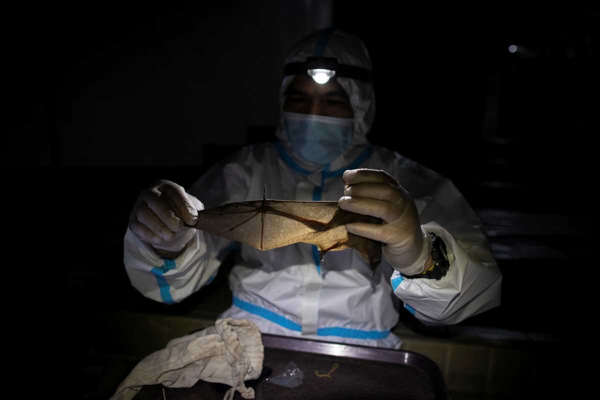 Κορονοϊός: Συγγενικός ιός βρέθηκε σε νυχτερίδες στην Καμπότζη