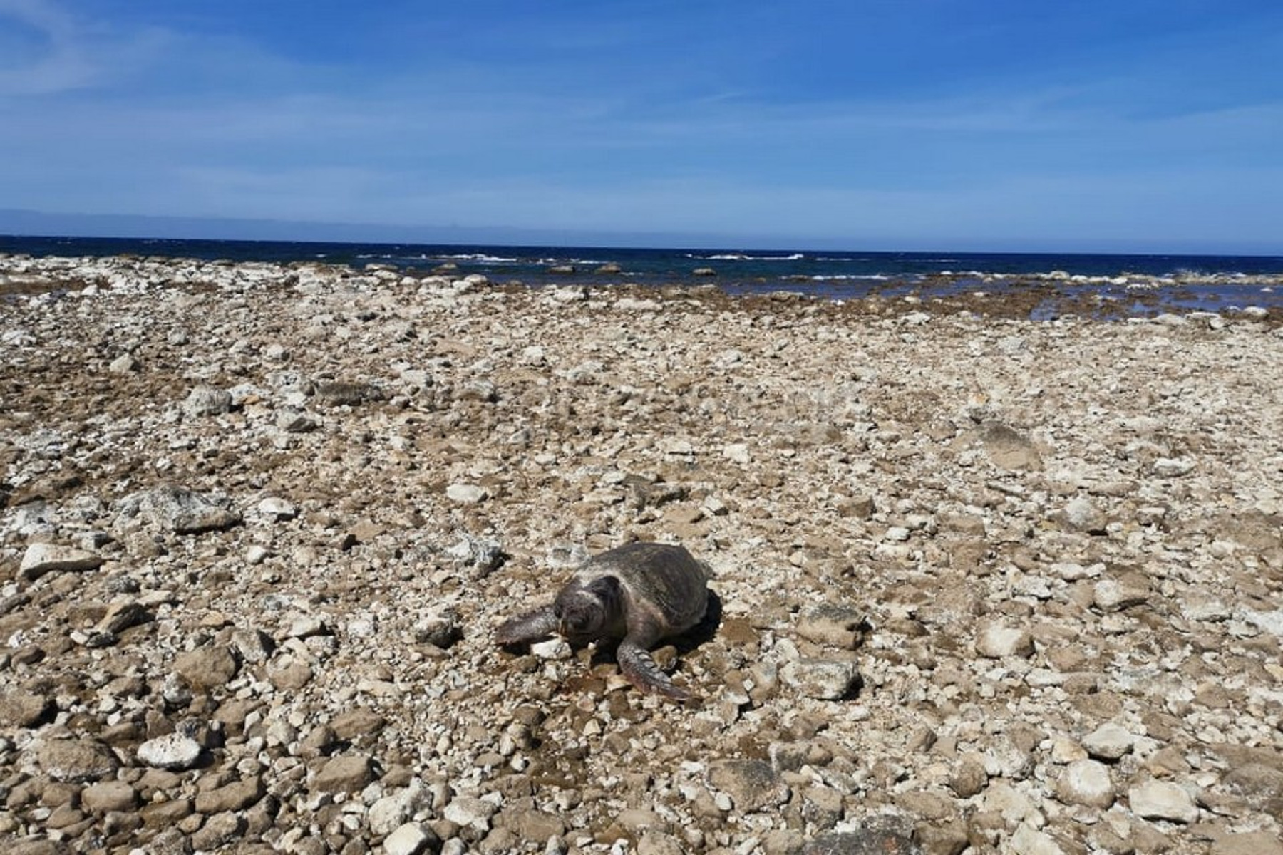 Χανιά: Νεκρή χελώνα Caretta-Caretta στο Ενετικό Λιμάνι (pics)