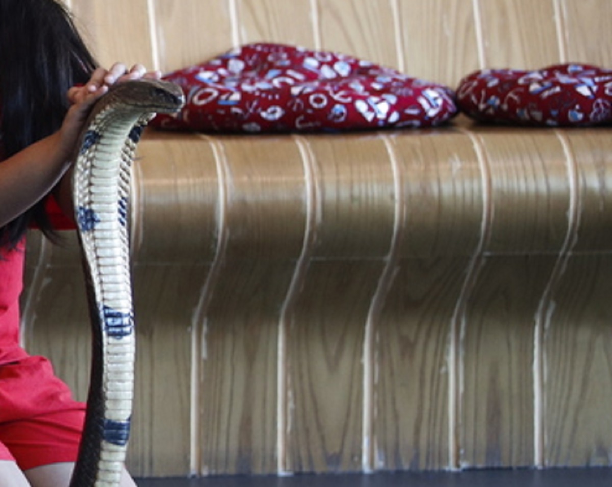 epa09041851 A Thai girl poses for a souvenir photograph with a cobra sculpture at Naka Snake Cafe in Bangkok, Thailand, 27 February 2021 (issued 28 February 2021). Siam Serpentarium, a snake museum in Bangkok home of snakes from around the world, opened its Naka Snake Cafe where visitors can eat food, bakeries and enjoy their favorite drinks while getting close, playing, and interacting with various kinds of nonvenomous serpent buddies as part of the educational exhibition.  EPA