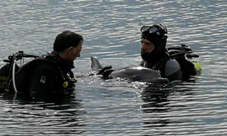 Δελφίνια στο Λουτράκι ζητούσαν βοήθεια για παγιδευμένο φίλο τους (video)