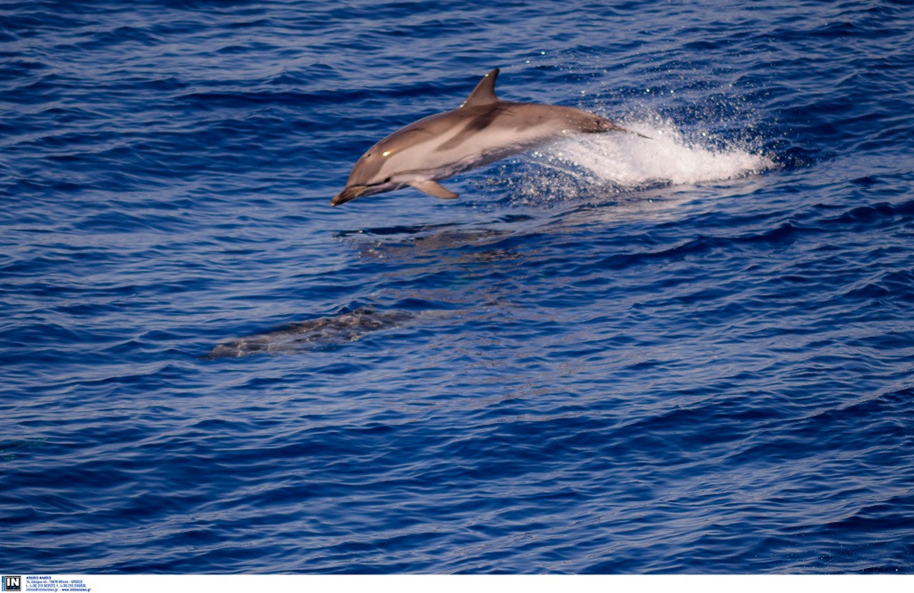 Θεσσαλονίκη: Δελφίνια βγήκαν στον Θερμαϊκό – Το θέαμα που μαγνήτισε τα βλέμματα (video)
