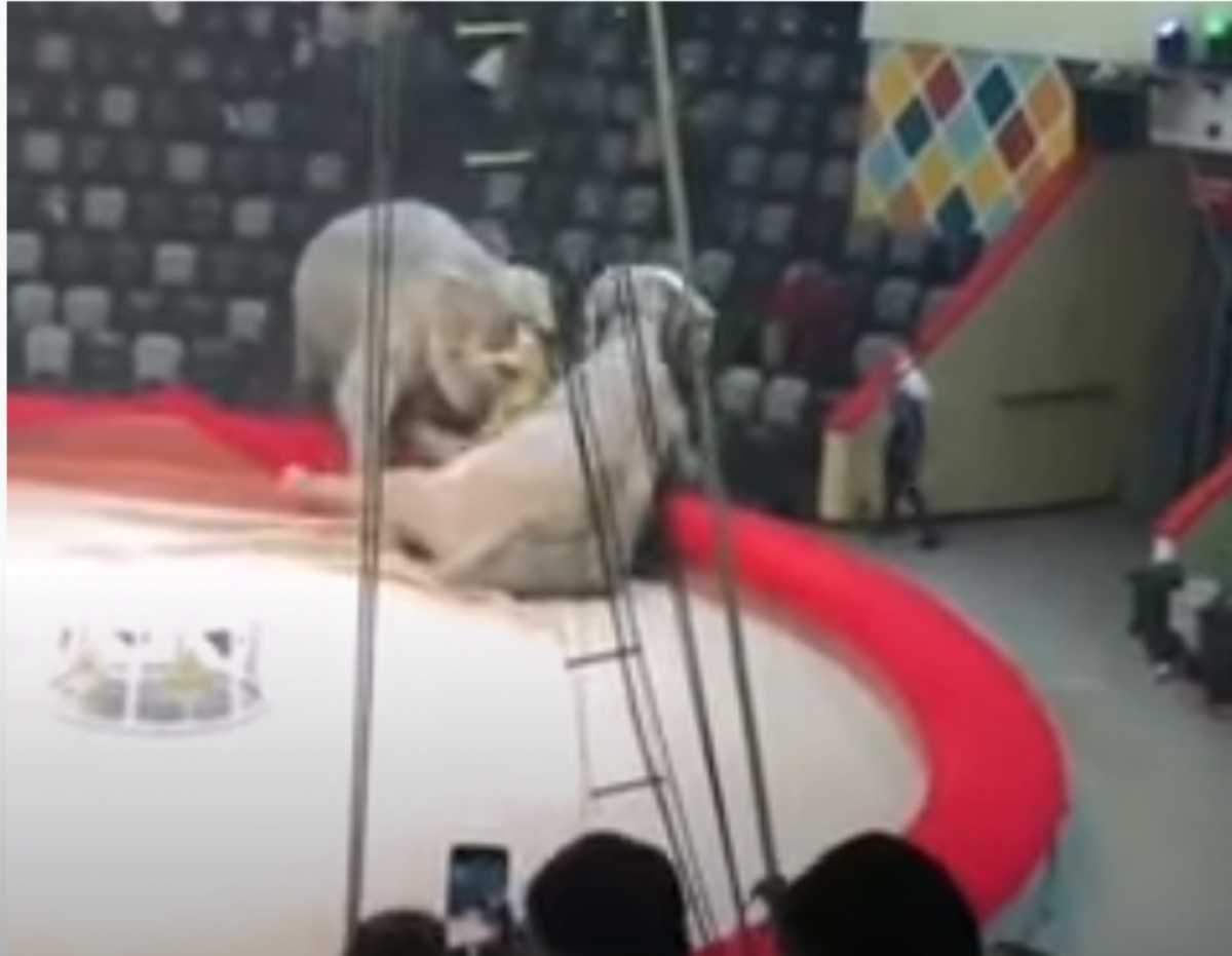 Πανικός σε τσίρκο: Άγριος καβγάς ελεφάντων – Τρόμος για τους θεατές (video)