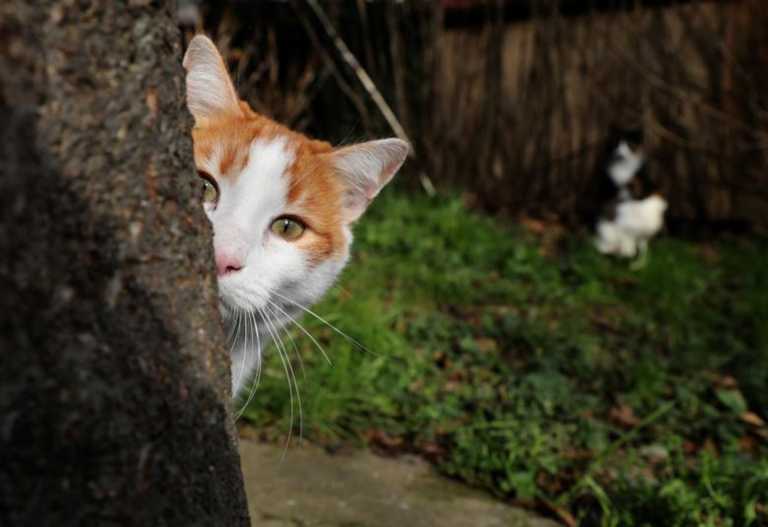 Ναύπακτος: Δεν θα πιστεύετε που εγκλωβίστηκε μια μικρή γάτα – Δείτε τη στιγμή του απεγκλωβισμού της