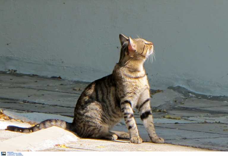 Γάτα βρέθηκε μετά από 9 χρόνια – Είχε διανύσει 1610 χιλιόμετρα