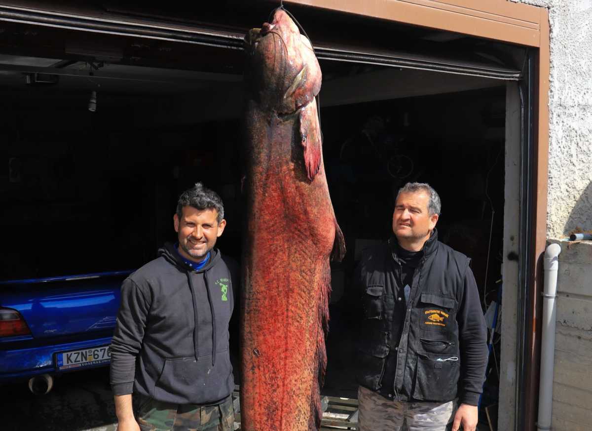 Κοζάνη: Απίστευτη ψαριά για δύο αδέρφια – Έπιασαν γουλιανό γίγα 2,77 μέτρων