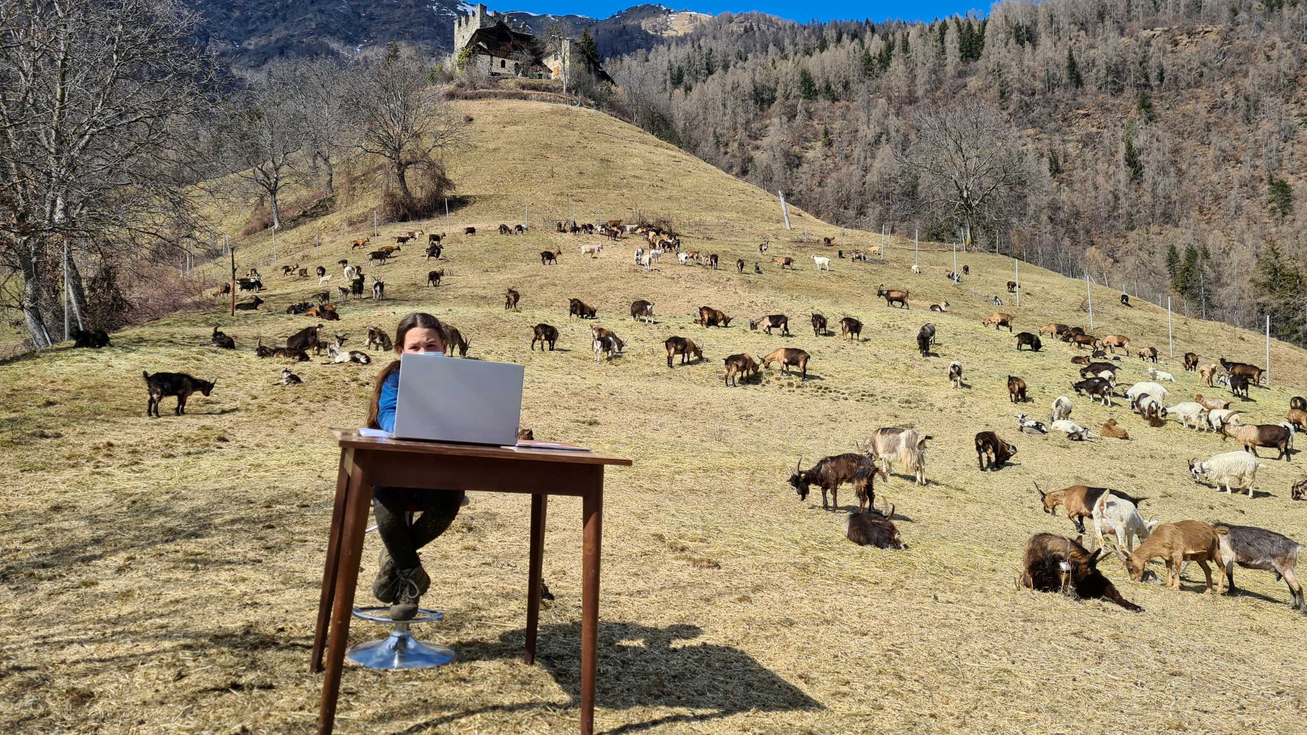 10-year-old Fiammetta attends her online lessons surrounded by her shepherd father's herd of goats in the mountains, while schools are closed due to coronavirus disease (COVID-19) restrictions, in Caldes, northern Italy, March 20, 2021. Picture taken March 20, 2021. Martina Valentini - Val di Sole press office