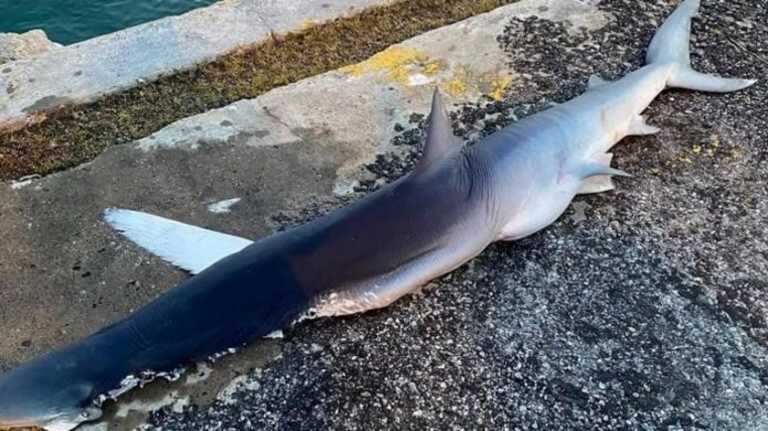 Έπιασαν καρχαρία στο λιμάνι του Ηρακλείου χτυπημένο από προπέλα (pics)
