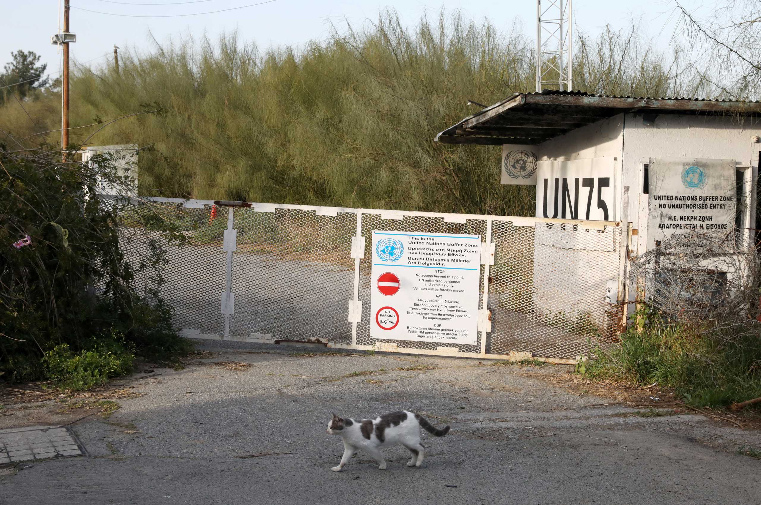 A cat makes its way next to the UN controlled buffer zone in Nicosia, Cyprus February 25, 2021. REUTERS