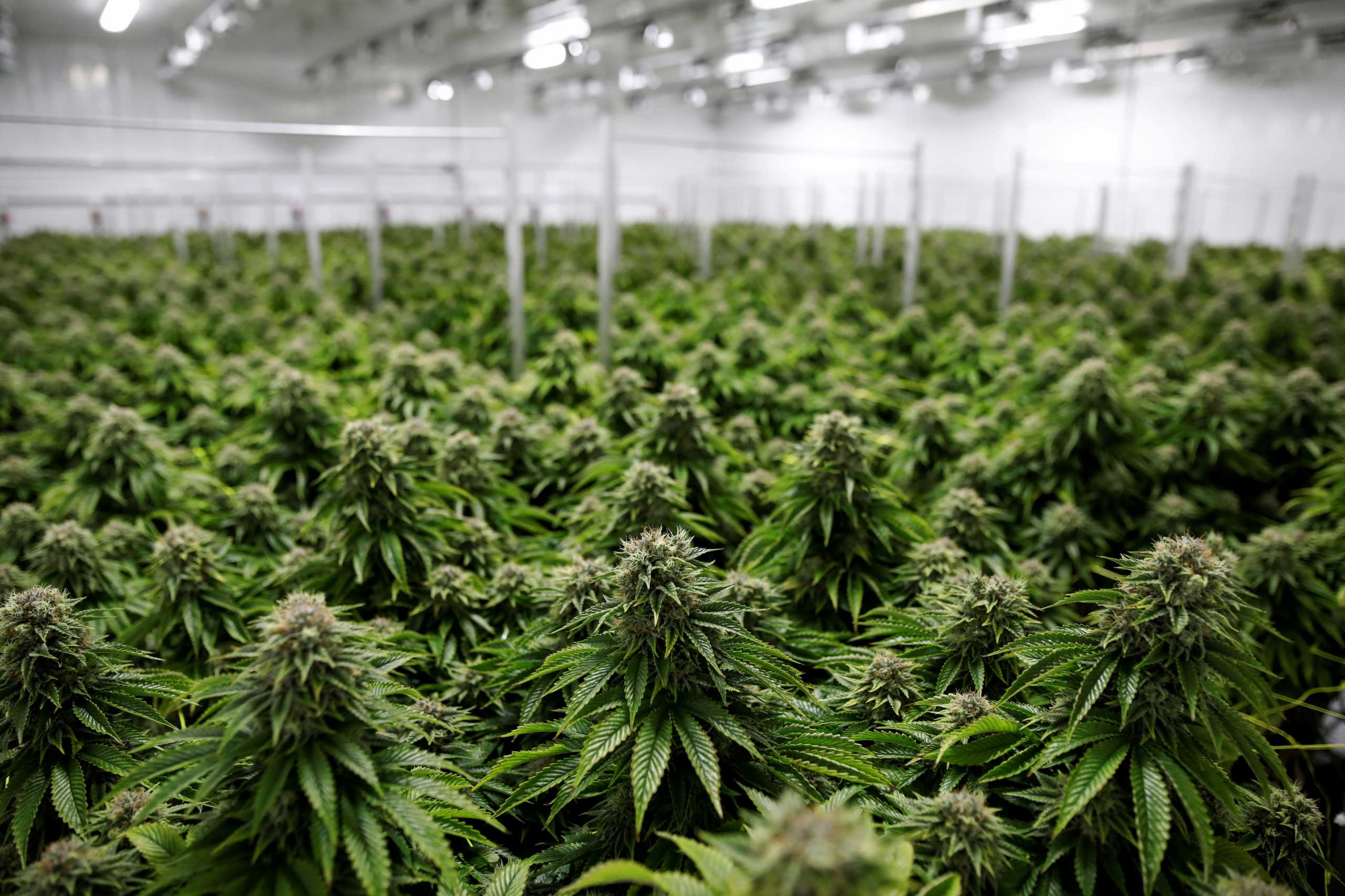 FILE PHOTO: Chemdawg marijuana plants grow at a facility in Smiths Falls, Ontario, Canada October 29, 2019.  REUTERS