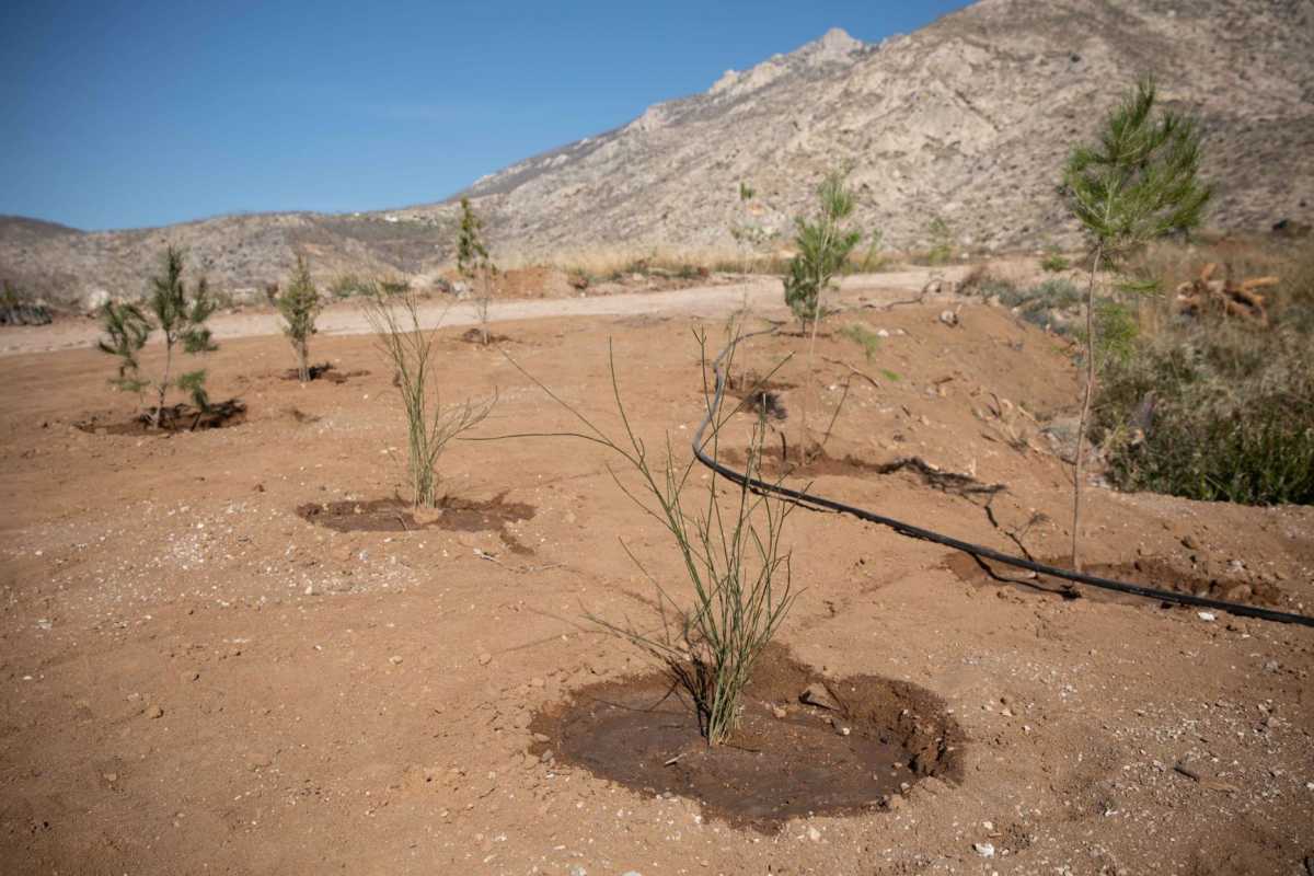 Γ. Βαρδινογιάννης για την αναδάσωση στην Κινέτα από την Motor Oil: «Φυτεύοντας μαζί δίνουμε ζωή»