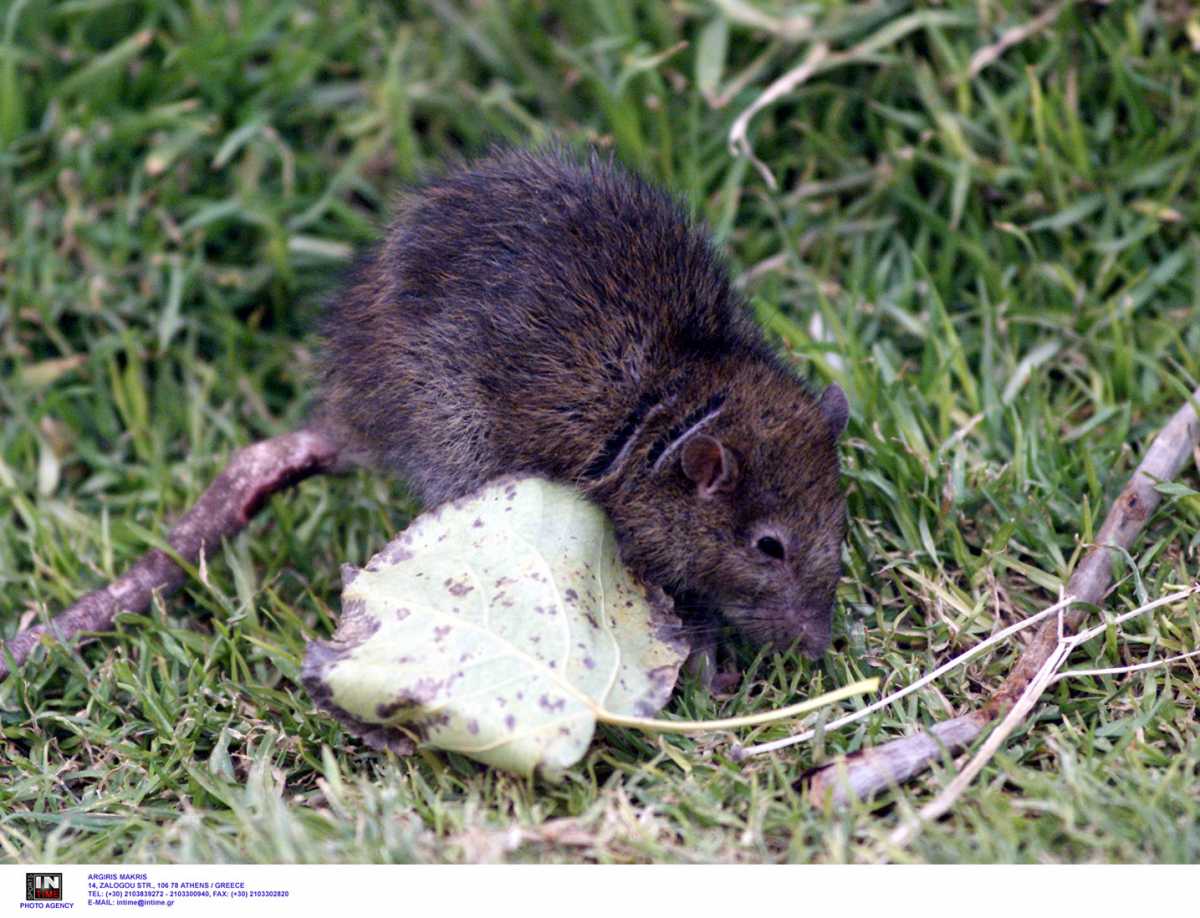 Επιστήμονες μεγάλωσαν έμβρυα ποντικιών μέσα σε τεχνητή μήτρα (vid)