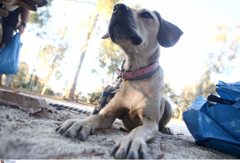 Πάτρα: Αστυνομικοί έσωσαν σκυλί που «σφάδαζε» στη μέση του δρόμου