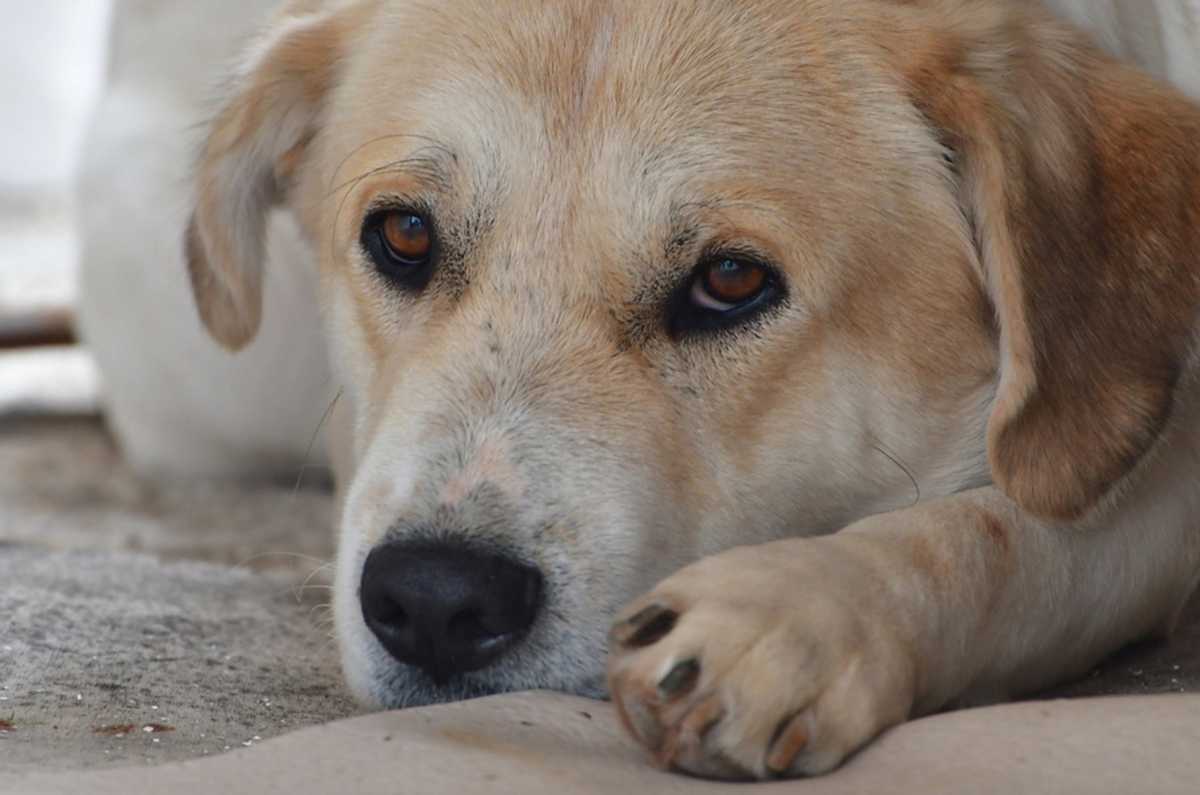 Λάρισα: Πυροβολισμοί για ένα σκύλο σπάνιας ράτσας – Εφιάλτης για νεαρό δάσκαλο έξω από σπίτι