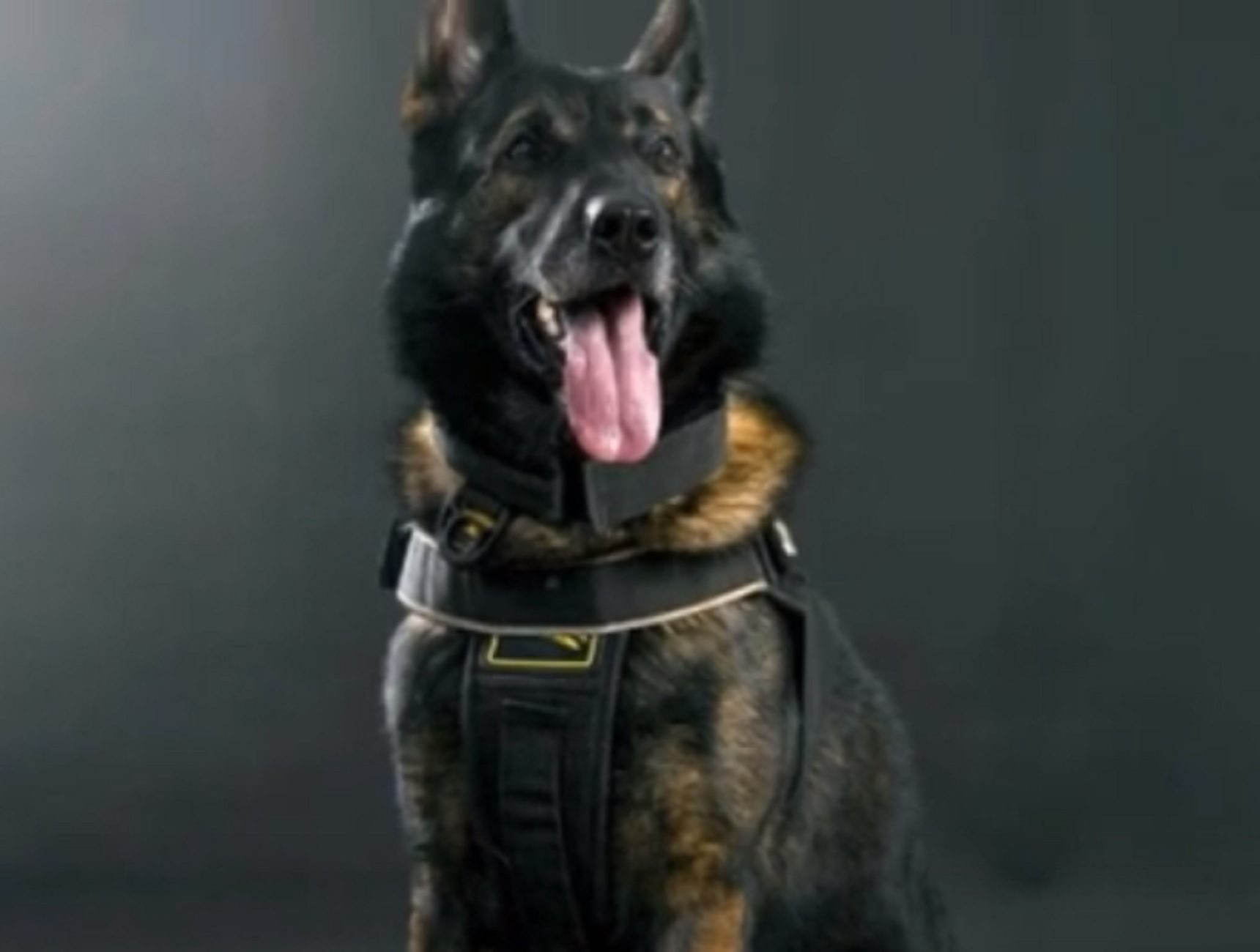 Σέρρες: Αυτός είναι ο αστυνομικός σκύλος που έλυσε το θρίλερ εξαφάνισης – Βρέθηκε ζωντανός ο αγνοούμενος (video)