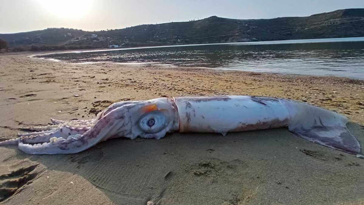 Τζιά: Θράψαλο πάνω από ένα μέτρο στην παραλία