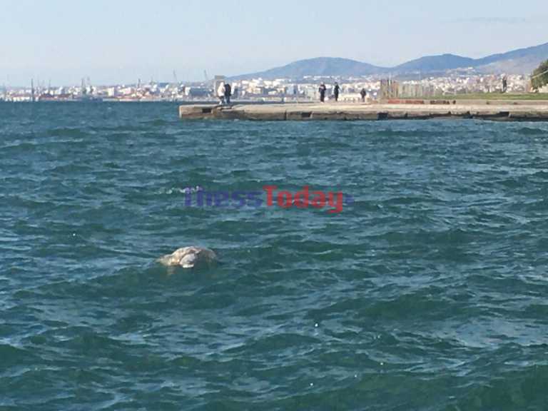 Θεσσαλονίκη: Θαλάσσια χελώνα πλέει στον Θερμαϊκό
