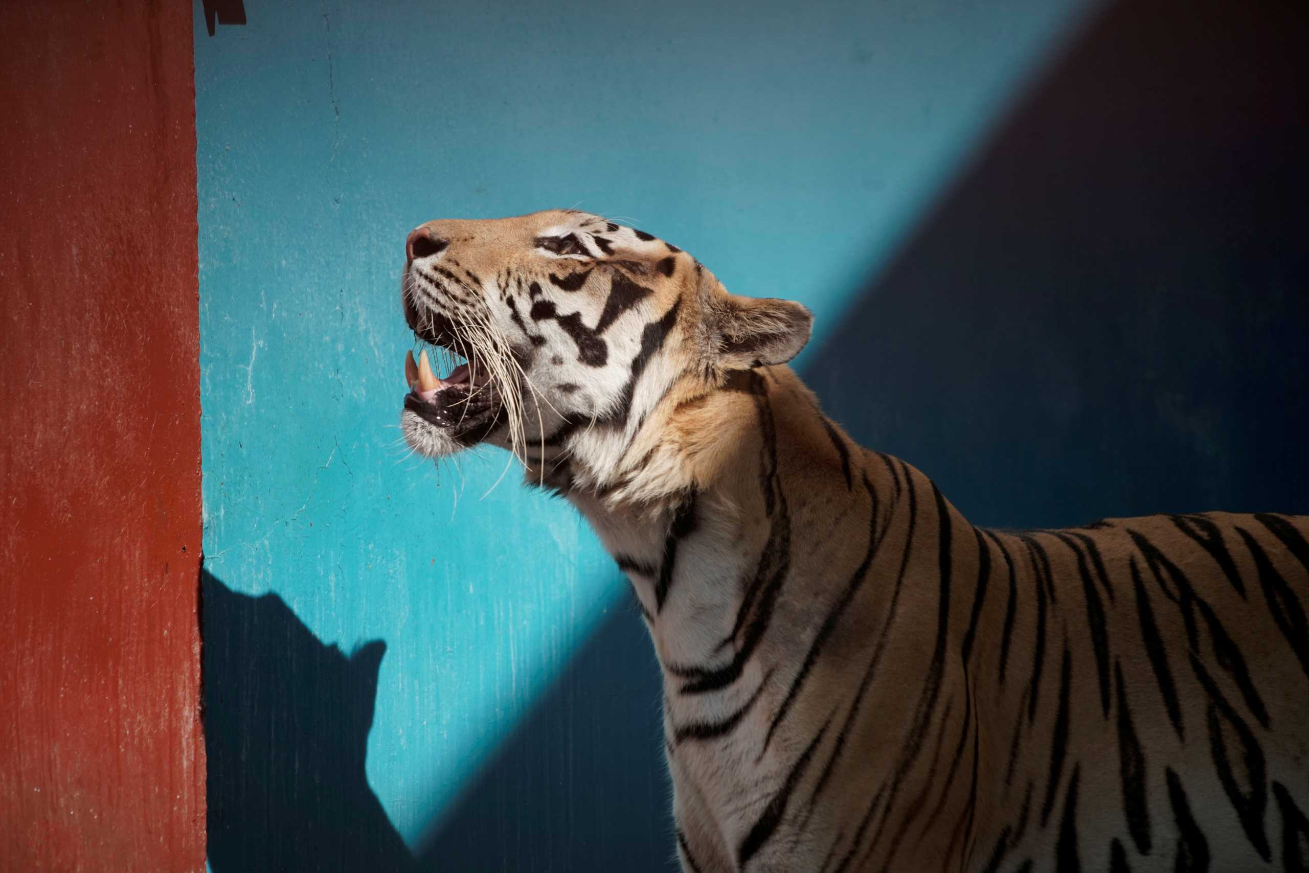 Bengal tiger Garfield reacts at the zoo in Havana, Cuba, April 14, 2021. Picture taken on April 14, 2021. REUTERS