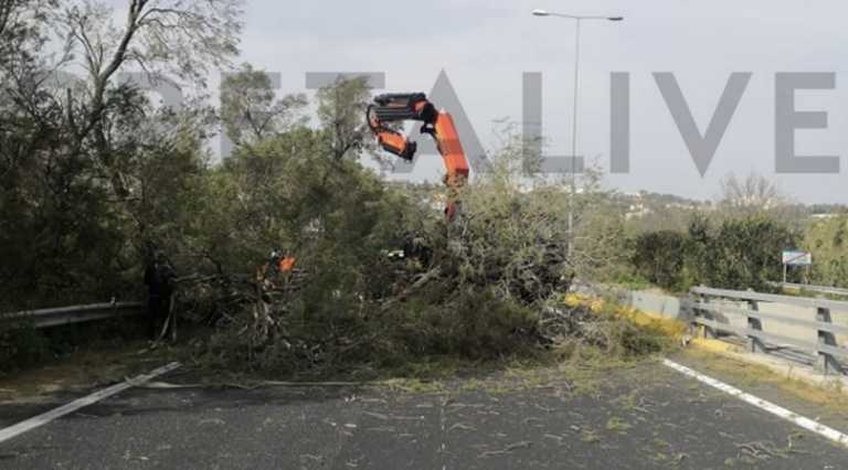 Καιρός – Κρήτη: Μεγάλο δέντρο έκλεισε την εθνική οδό – Θυελλώδεις άνεμοι σαρώνουν το νησί (pics)