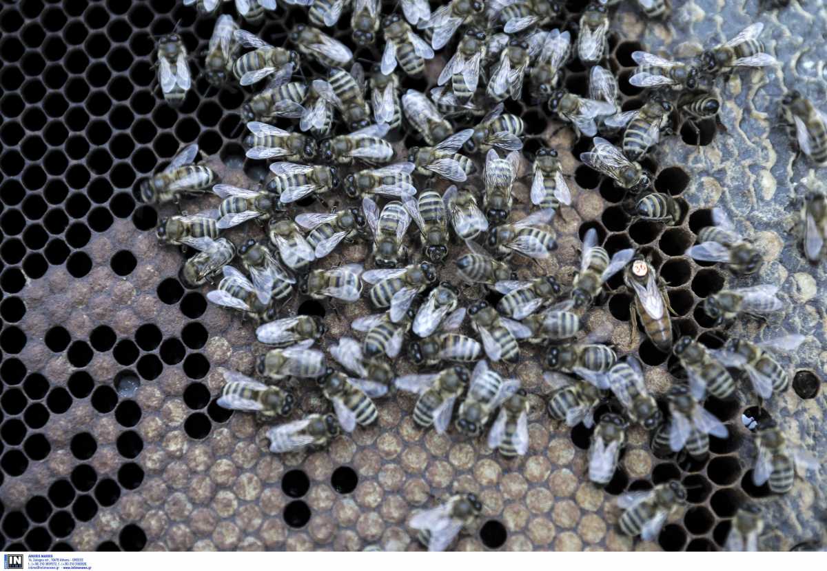 Θεσσαλονίκη: Έκλεβε κυψέλες μελισσών τις μέρες της καραντίνας – Ο έλεγχος στο σπίτι του