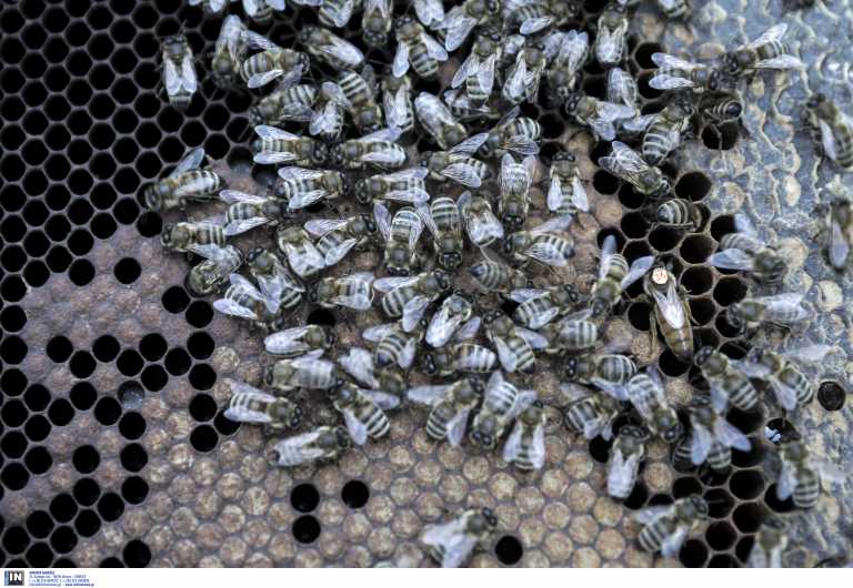 Λήμνος: Μέλισσες σκότωσαν 48χρονο – Οι τελευταίες δραματικές στιγμές και η αναπάντεχη ανακοπή