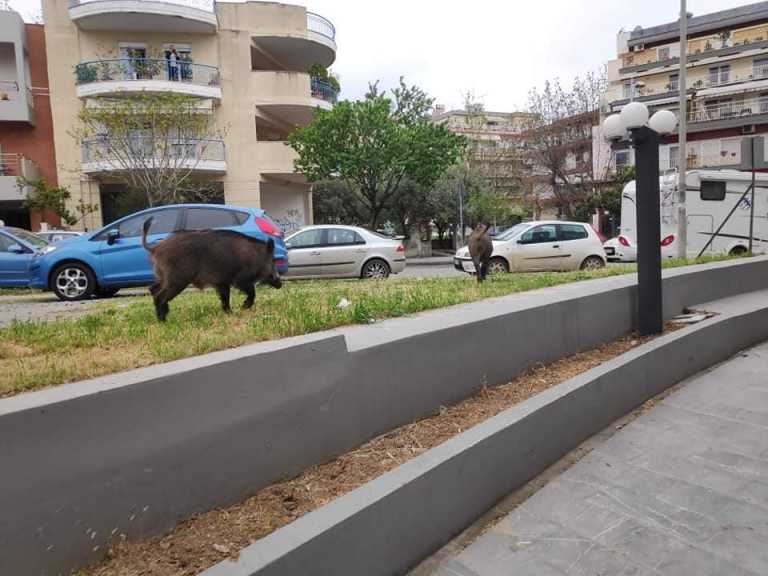 Θεσσαλονίκη: Αγριογούρουνα κατέβηκαν στην πόλη και όρμησαν σε γνωστό μεζεδοπωλείο (pics)