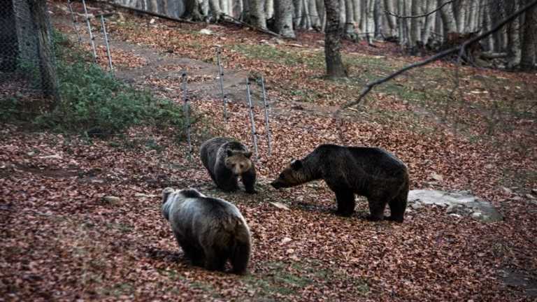 Καστοριά: Αρκούδα με τα αρκουδάκια της κόβουν βόλτες έξω από ξενοδοχείο (video)