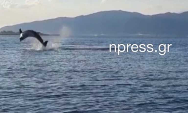 Ναύπακτος: Τα δελφίνια έδωσαν μια εκπληκτική παράσταση κοντά στη στεριά (video)