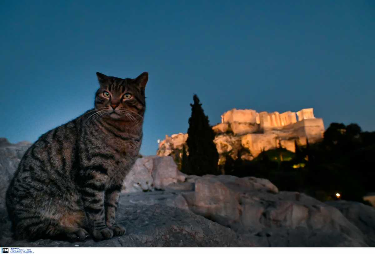 Γιατί μας δαγκώνει μια ενήλικη γάτα;