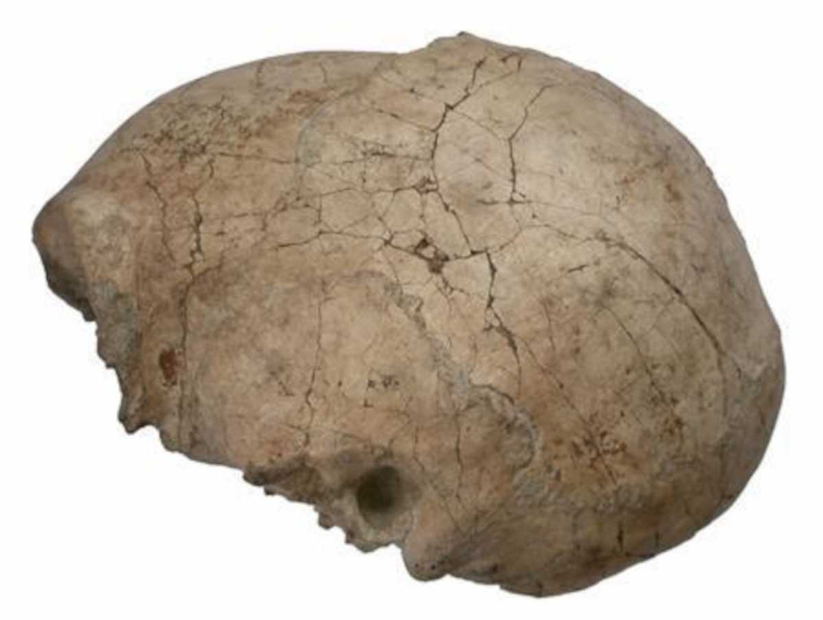 Ανατροπή σε όσα πιστεύαμε! Ο εγκέφαλος του Homo Erectus μάλλον υπήρχε.. πριν τον Homo Erectus