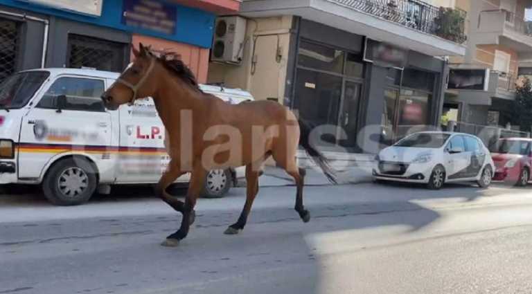 Άλογο έκοβε βόλτες σε κεντρικούς δρόμους της Λάρισας (video)