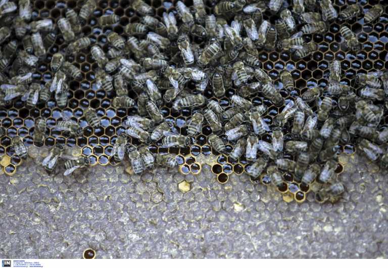 Ολλανδία: Εκπαιδευμένες μέλισσες εντοπίζουν κρούσματα κορονοϊού