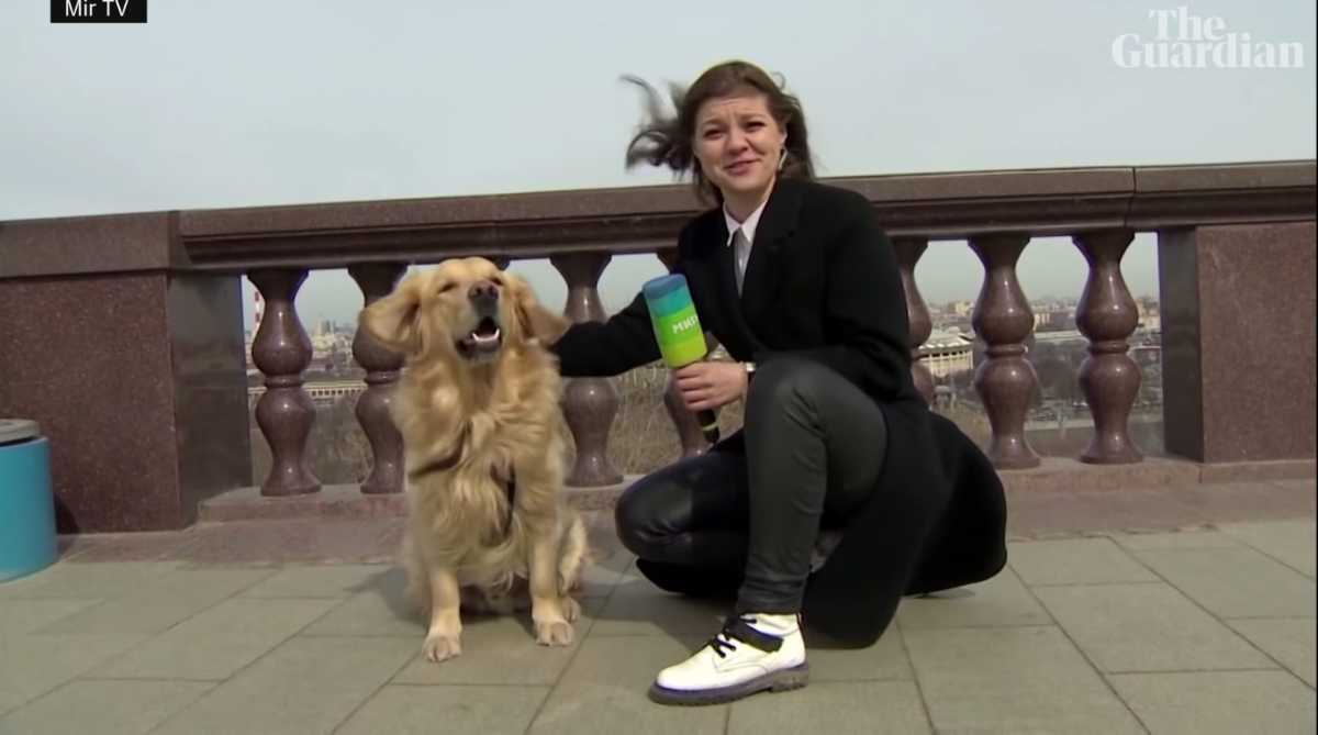 Σκυλάκος «κλέβει» το μικρόφωνο ρεπόρτερ σε live μετάδοση! Video