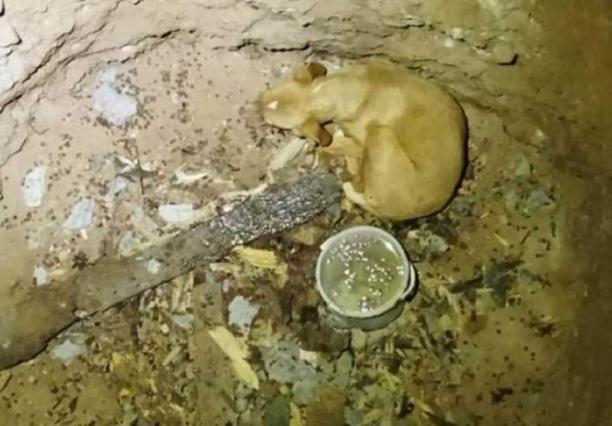 Κοζάνη: Δραματική διάσωση σκύλου που έπεσε σε αυτό το πηγάδι – Ο Ράιαν είναι ξανά χαρούμενος (pics)