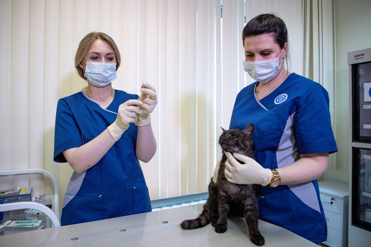A cat receives a dose of the Carnivac-Cov vaccine for animals against the coronavirus disease (COVID-19) at a clinic in Moscow, Russia, in this image obtained by Reuters on May 26, 2021. VETANDLIFE.RU