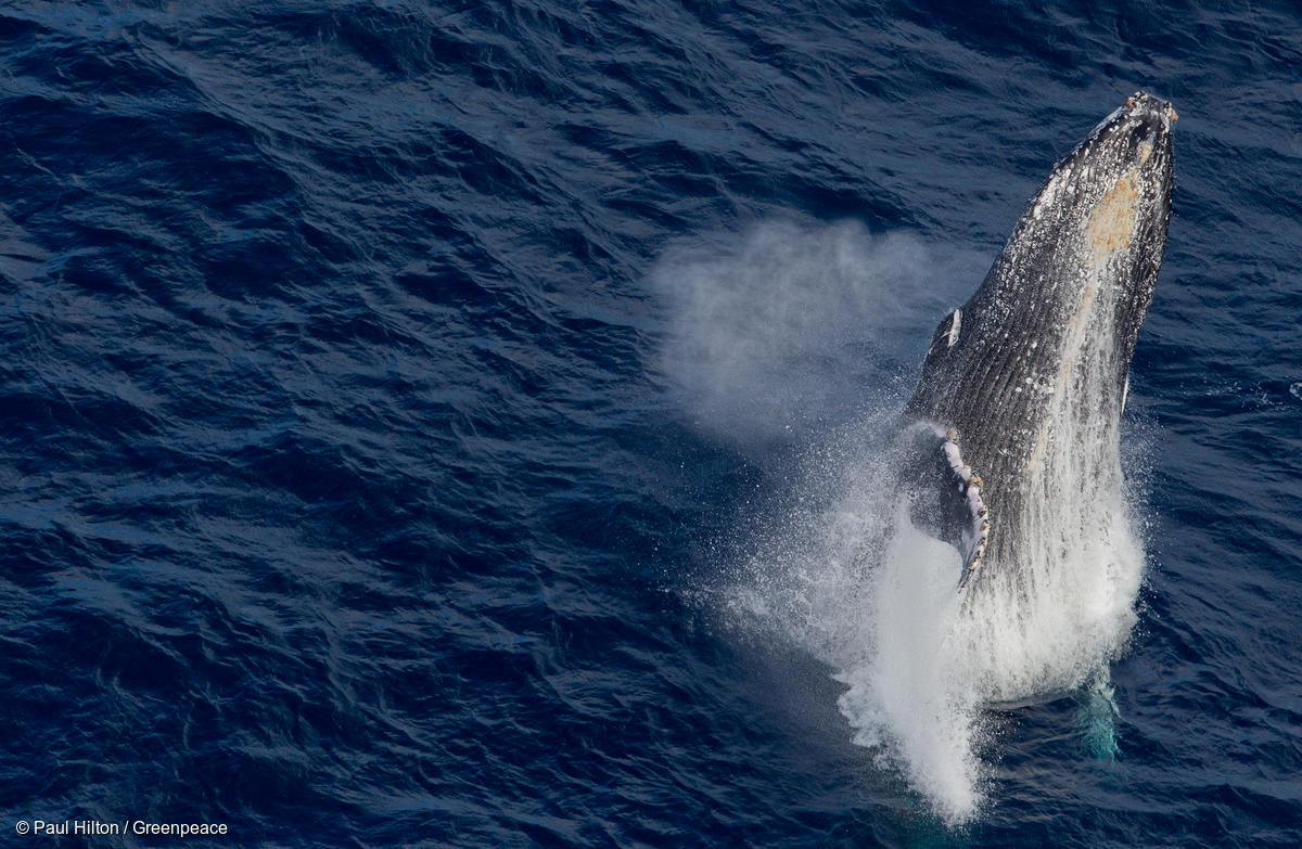 Μια γκρίζα φάλαινα εμφανίστηκε για πρώτη φορά στις ακτές της Γαλλίας στη Μεσόγειο