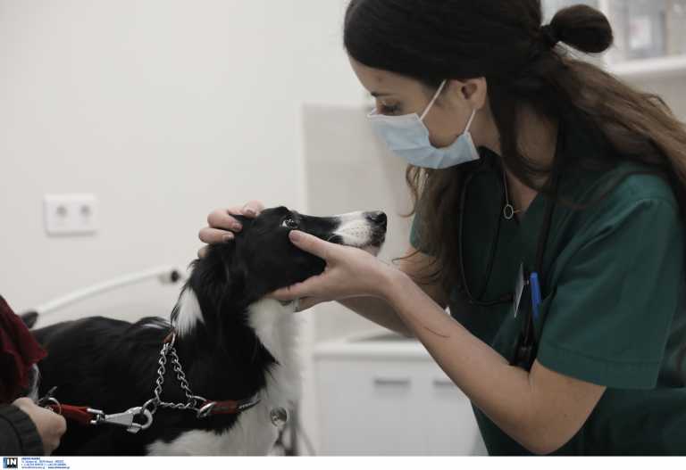 Ζώα συντροφιάς: Βελτιώσεις από τον Στέλιο Πέτσα στο νομοσχέδιο - Εξάμηνο περιθώριο στους Δήμους