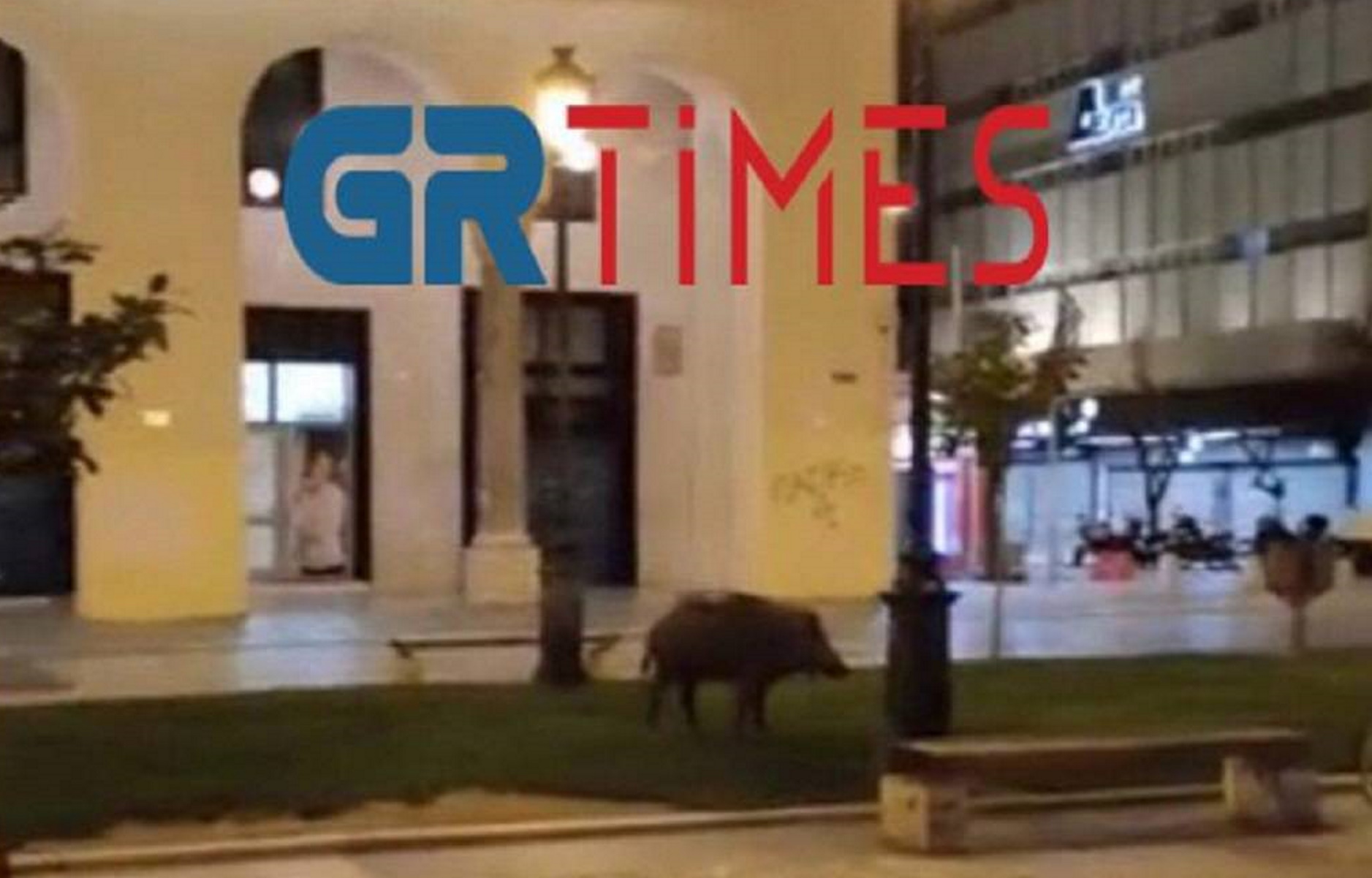 Αγριογούρουνο κόβει βόλτες στην Αριστοτέλους – Οι φωτογραφίες που σε αφήνουν με το στόμα ανοιχτό