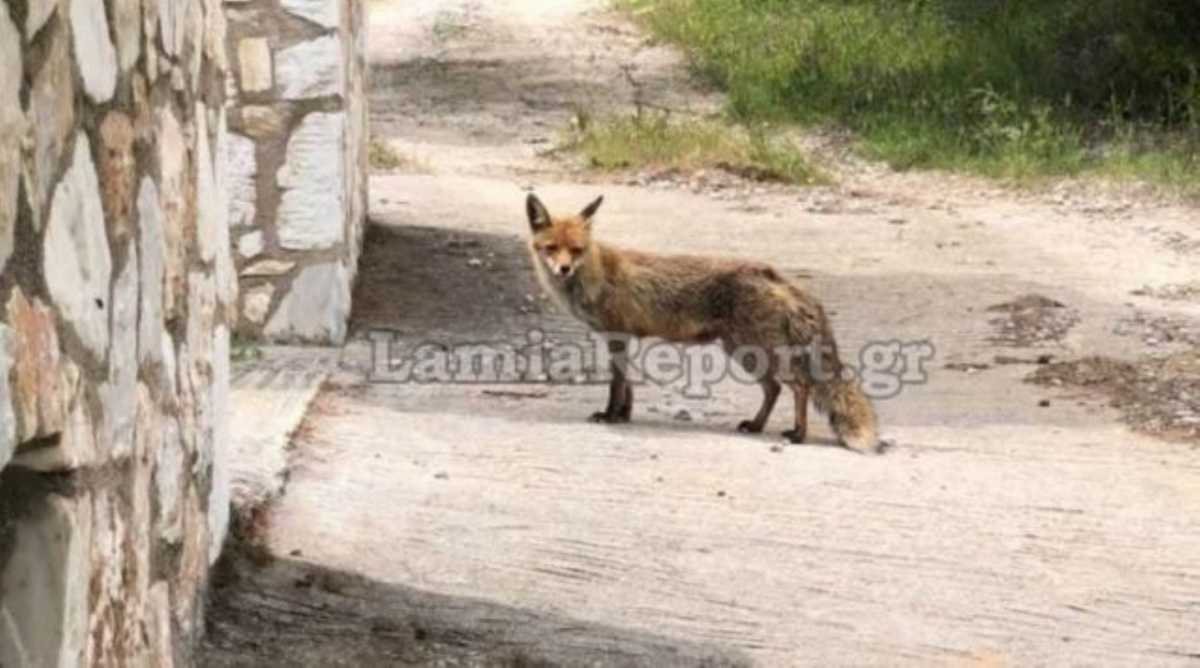 Φθιώτιδα: Τους επισκέπτεται καθημερινά μια αλεπού (video)