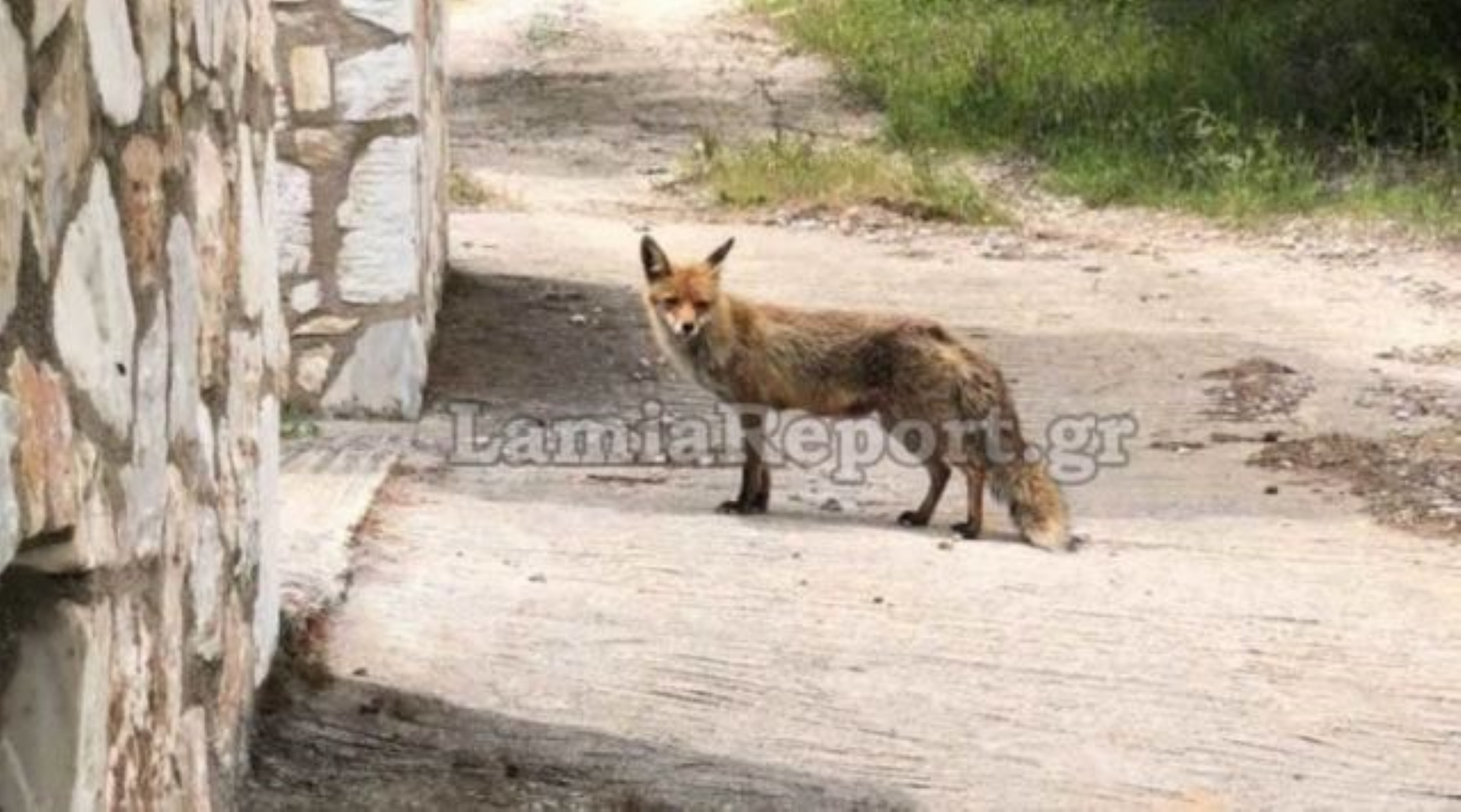 Φθιώτιδα: Τους επισκέπτεται καθημερινά μια αλεπού (video)