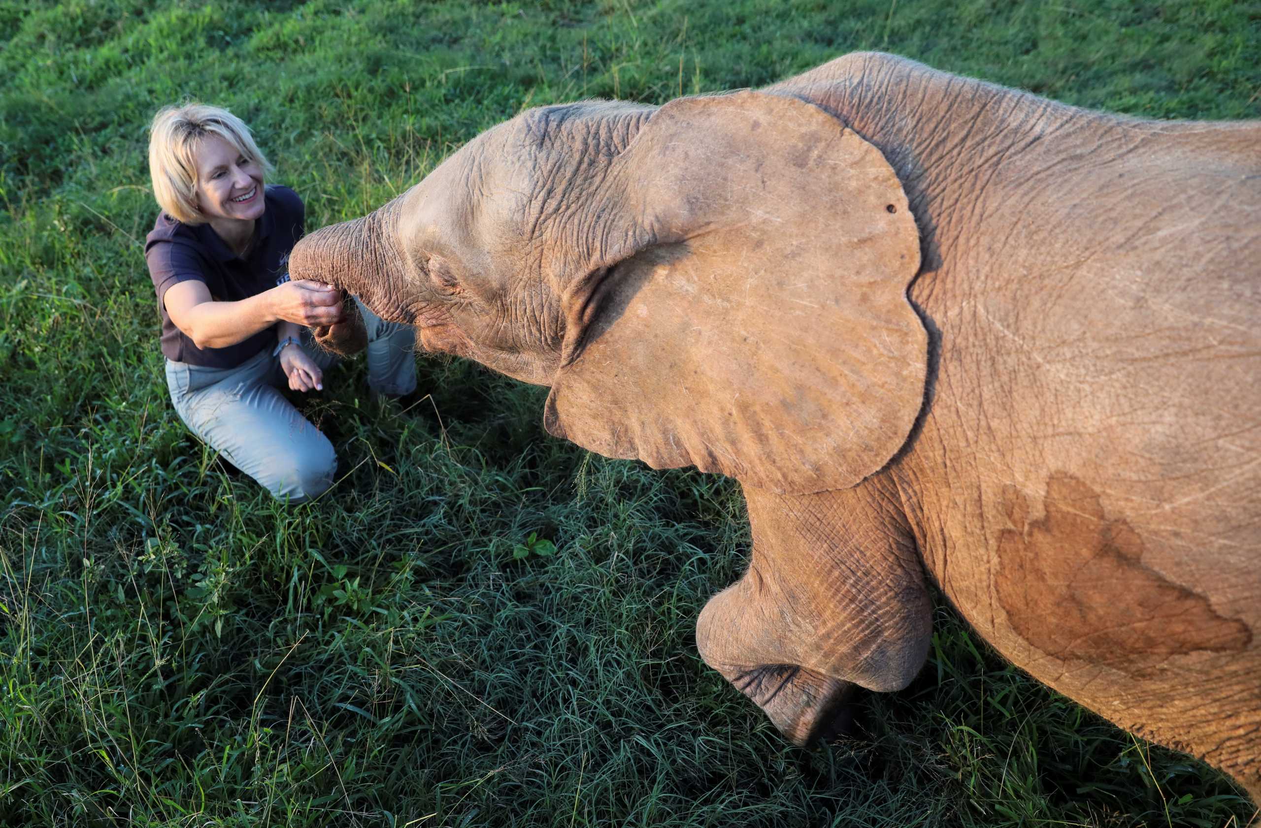 Conservationist Adine Roode plays with Khanyisa, an albino elephant calf rescued after being caught in a poaching snare,  at Hoedspruit Elephant Rehabilitation and Development (HERD) sanctuary, near Hoedspruit, South Africa, May 23, 2021. Picture taken May 23, 2021. REUTERS